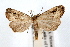  (Hypenopsis sonora - IAWAZ-0687)  @14 [ ] CreativeCommons - Attribution (2009) Unspecified Centre for Biodiversity Genomics
