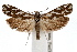  (Pelochrista bolanderana - IAWAZ-0695)  @15 [ ] CreativeCommons - Attribution (2009) Unspecified Centre for Biodiversity Genomics