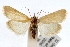  (Cylindrifrons - IAWAZ-0705.1)  @15 [ ] CreativeCommons - Attribution (2009) Unspecified Centre for Biodiversity Genomics