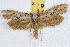  ( - IAWAZ-0782)  @13 [ ] CreativeCommons - Attribution (2009) Unspecified Centre for Biodiversity Genomics
