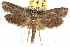  ( - IAWAZ-0794)  @13 [ ] CreativeCommons - Attribution (2009) Unspecified Centre for Biodiversity Genomics