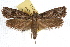  ( - IAWAZ-0811)  @13 [ ] CreativeCommons - Attribution (2009) Unspecified Centre for Biodiversity Genomics