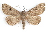  ( - IAWAZ-0028)  @15 [ ] CreativeCommons - Attribution (2009) Unspecified Centre for Biodiversity Genomics