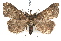  (Hypenula - IAWAZ-0035)  @15 [ ] CreativeCommons - Attribution (2009) Unspecified Centre for Biodiversity Genomics