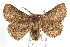  ( - IAWAZ-0036)  @14 [ ] CreativeCommons - Attribution (2009) Unspecified Centre for Biodiversity Genomics