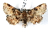  (Metalectra edilis - IAWAZ-0045)  @14 [ ] CreativeCommons - Attribution (2009) Unspecified Centre for Biodiversity Genomics