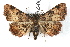 ( - IAWAZ-0046)  @14 [ ] CreativeCommons - Attribution (2009) Unspecified Centre for Biodiversity Genomics