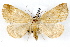  (Isogona punctipennis - IAWAZ-0048)  @14 [ ] CreativeCommons - Attribution (2009) Unspecified Centre for Biodiversity Genomics