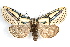  ( - IAWAZ-0054)  @14 [ ] CreativeCommons - Attribution (2009) Unspecified Centre for Biodiversity Genomics