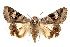  ( - IAWAZ-0066)  @15 [ ] CreativeCommons - Attribution (2009) Unspecified Centre for Biodiversity Genomics