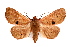  ( - IAWAZ-0078)  @14 [ ] CreativeCommons - Attribution (2009) Unspecified Centre for Biodiversity Genomics
