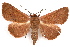  ( - IAWAZ-0084)  @15 [ ] CreativeCommons - Attribution (2009) Unspecified Centre for Biodiversity Genomics