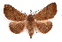  ( - IAWAZ-0085)  @14 [ ] CreativeCommons - Attribution (2009) Unspecified Centre for Biodiversity Genomics