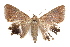  ( - IAWAZ-0088)  @13 [ ] CreativeCommons - Attribution (2009) Unspecified Centre for Biodiversity Genomics
