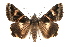  ( - IAWAZ-0089)  @15 [ ] CreativeCommons - Attribution (2009) Unspecified Centre for Biodiversity Genomics