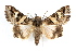  ( - IAWAZ-0091)  @14 [ ] CreativeCommons - Attribution (2009) Unspecified Centre for Biodiversity Genomics