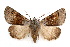  ( - IAWAZ-0097)  @11 [ ] CreativeCommons - Attribution (2009) Unspecified Centre for Biodiversity Genomics