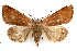  ( - IAWAZ-0098)  @11 [ ] CreativeCommons - Attribution (2009) Unspecified Centre for Biodiversity Genomics