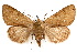  ( - IAWAZ-0099)  @14 [ ] CreativeCommons - Attribution (2009) Unspecified Centre for Biodiversity Genomics