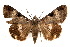  ( - IAWAZ-0103)  @14 [ ] CreativeCommons - Attribution (2009) Unspecified Centre for Biodiversity Genomics