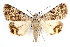  ( - IAWAZ-0106)  @13 [ ] CreativeCommons - Attribution (2009) Unspecified Centre for Biodiversity Genomics