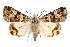  ( - IAWAZ-0112)  @14 [ ] CreativeCommons - Attribution (2009) Unspecified Centre for Biodiversity Genomics