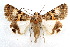  ( - IAWAZ-0115)  @11 [ ] CreativeCommons - Attribution (2009) Unspecified Centre for Biodiversity Genomics