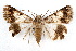  (Forsebia perlaeta - IAWAZ-0117)  @11 [ ] CreativeCommons - Attribution (2009) Unspecified Centre for Biodiversity Genomics
