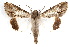  ( - IAWAZ-0138)  @15 [ ] CreativeCommons - Attribution (2009) Unspecified Centre for Biodiversity Genomics