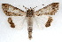  ( - IAWAZ-0140)  @15 [ ] CreativeCommons - Attribution (2009) Unspecified Centre for Biodiversity Genomics