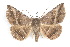  ( - IAWAZ-0155)  @11 [ ] CreativeCommons - Attribution (2009) Unspecified Centre for Biodiversity Genomics