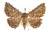  ( - IAWAZ-0156)  @11 [ ] CreativeCommons - Attribution (2009) Unspecified Centre for Biodiversity Genomics