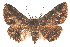  ( - IAWAZ-0160)  @11 [ ] CreativeCommons - Attribution (2009) Unspecified Centre for Biodiversity Genomics
