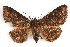  ( - IAWAZ-0161)  @11 [ ] CreativeCommons - Attribution (2009) Unspecified Centre for Biodiversity Genomics
