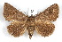  ( - IAWAZ-0162)  @11 [ ] CreativeCommons - Attribution (2009) Unspecified Centre for Biodiversity Genomics