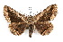  ( - IAWAZ-0169)  @14 [ ] CreativeCommons - Attribution (2009) Unspecified Centre for Biodiversity Genomics