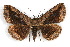  ( - IAWAZ-0170)  @13 [ ] CreativeCommons - Attribution (2009) Unspecified Centre for Biodiversity Genomics