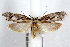  ( - IAWAZ-0207.1)  @14 [ ] CreativeCommons - Attribution (2009) Unspecified Centre for Biodiversity Genomics