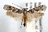  (Dyotopasta - IAWAZ-0210.1)  @15 [ ] CreativeCommons - Attribution (2009) Unspecified Centre for Biodiversity Genomics