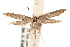  ( - IAWAZ-0241.1)  @13 [ ] CreativeCommons - Attribution (2009) Unspecified Centre for Biodiversity Genomics