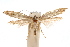  (Epermenia stolidota - IAWAZ-0241.2)  @14 [ ] CreativeCommons - Attribution (2009) Unspecified Centre for Biodiversity Genomics