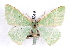  ( - IAWAZ-0249)  @14 [ ] CreativeCommons - Attribution (2009) Unspecified Centre for Biodiversity Genomics