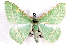  ( - IAWAZ-0252)  @14 [ ] CreativeCommons - Attribution (2009) Unspecified Centre for Biodiversity Genomics