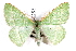  ( - IAWAZ-0253)  @14 [ ] CreativeCommons - Attribution (2009) Unspecified Centre for Biodiversity Genomics