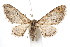  ( - IAWAZ-0270.2)  @13 [ ] CreativeCommons - Attribution (2009) Unspecified Centre for Biodiversity Genomics