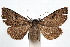  ( - IAWAZ-0284.2)  @14 [ ] CreativeCommons - Attribution (2009) Unspecified Centre for Biodiversity Genomics