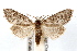  ( - IAWAZ-0293)  @15 [ ] CreativeCommons - Attribution (2009) Unspecified Centre for Biodiversity Genomics