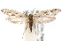  ( - IAWAZ-0297)  @14 [ ] CreativeCommons - Attribution (2009) Unspecified Centre for Biodiversity Genomics