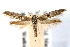  ( - IAWAZ-0404)  @14 [ ] CreativeCommons - Attribution (2009) Unspecified Centre for Biodiversity Genomics