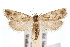  (Pelochrista reversana - IAWAZ-0450)  @14 [ ] CreativeCommons - Attribution (2009) Unspecified Centre for Biodiversity Genomics